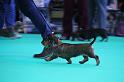 Crufts_dachshunds 767